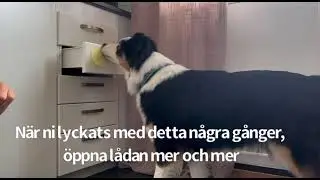 Hundtrick #1 - ST&Auml;NGA L&Aring;DA