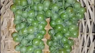 عصير الحصرم Maeh da Bosereh