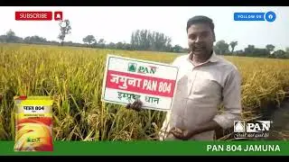 PAN 804 JAMUNA... IMPROVED PADDY !!!!