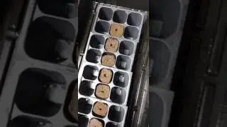How to grow weed from seed indoors episode 1
