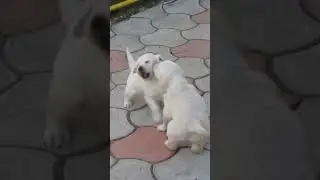Why you eat my food, round 1, Labrador puppies cute