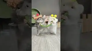 Hamster version of Lady and the Tramp