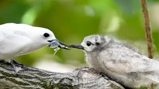 A chick of manu-o-kū (white tern) in Honolulu, Hawaii