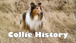 Podcast 144: Collie History | From Queen Victoria to Lassie & Beyond