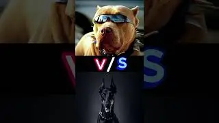 HUSKY V/S DOBERMAN V/S PITBULL II WHO WINS🎇🎉👑II #husky #lovers #doberman #lovers #pitbull #lovers