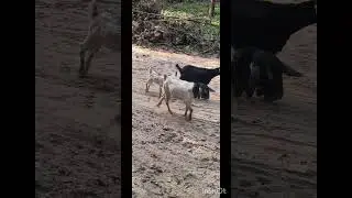beautiful nature village cute animals cow and goat #subscribe #youtubeshorts 