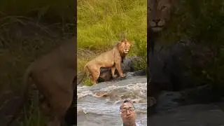 Lions Tackle Raging River 😲 #shorts #youtubeshorts #animals