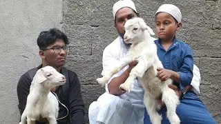 Low Cost Main Bantam Breeding Setup Kaise Banaya Shahfazal Bhai.