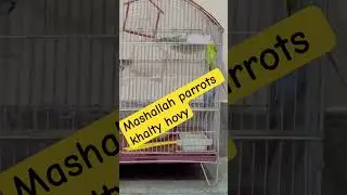Mashallah parrots khalty hovy |#parrots #parrot #viralvideo #foryou #foryou #viralshorts
