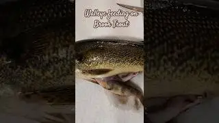 Surprise Walleye catch in trout stream.  #shorts #ontariofishing #flyfishing #brooktrout #walleye