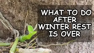Most important step to follow after winter rest is over #orchidcare #orchids