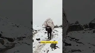 Animals and humans carrying heavy loads in high altitude areas, Near the Everest base camp #porter