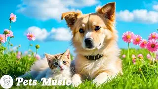 Songs for Nervous Pets! Calm Your Anxious Cats & Dogs, Soothing Music, Help with Sleep!