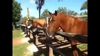 Horses at myella farm stay