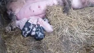 Purcei nou nascuti la ferma-New born little pigs at farm