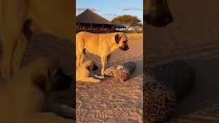 Can the leopard strike back against the dog's sudden attack #wildlife #nature #animal