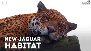 New Jaguar Habitat Coming 2021! - Paradise Wildlife Park