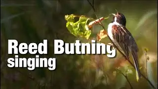 Common Reed Buting singing - Zingende Rietgors - De Zumpe Doetinchem