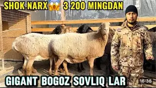 4 қўзи бекорга🔥 Бегзодбекдан бонус