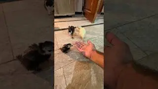 Turkey Chick Ki Life Save Krli 😍 #ardailypetvlogs #turkeybird #petshorts