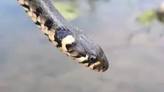 Zaskroniec zwyczajny Natrix natrix persa Czarnog&oacute;ra