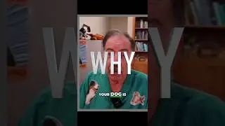 Почему моя собака трясет головой? Распространенные причины и решения. #ветеринар #собачьишорты #л...