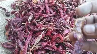 Dry Chili Lab report of Local Byadgi Medium variety