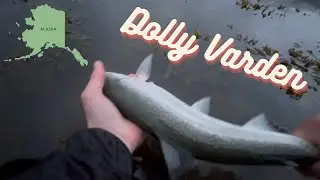 Catching BIG Sea-Run Dolly Varden in Alaska