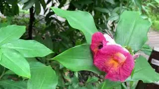 Carpenter Bee in Singapore Botanic Gardens