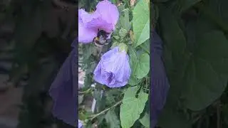 Giant furry bee in hibiscus
