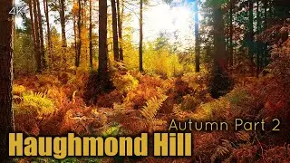 Haughmond Hill Shrewsbury | Spot the Squirrel 🐿️ | Autumn Drone Footage