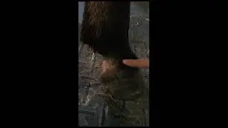 How To Treat Mud Fever in Horses