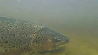 A Couple of Small Loch Awe Ferox Trout.