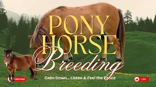 What&rsquo;s the Breeding Difference Between a Pony and a Miniature Horse