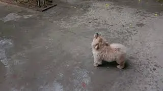 Chow chow puppy eating rain drops 