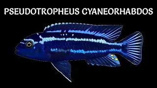Pseudotropheus cyaneorhabdos ✔