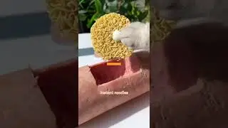 cat cooking ASMR  ❤️🤩😍😻#catcookingasmr #catlover #catvideos #cats #cooking #explore #trending