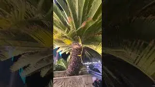 Араваки  - первые жители Арубы.