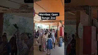 The vibes at the entrance of the zoo #tourist #vlog #travel #australia #nice