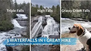 Tripod Beagle Visits a Trio of Waterfalls in DuPont State Forest | Triple Falls | High Falls