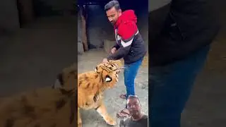 टाइगर अटैक 👌😳#tiger #tigerattack #discovery #wildlife #entertainment #rkpragyamotivation