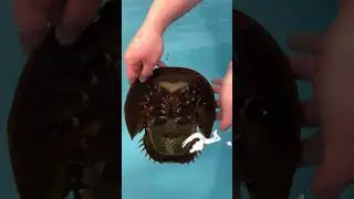 Horseshoe Crab - Cook Museum of Natural Science
