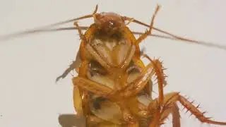 German Cockroach Treatment in Lexington South Carolina