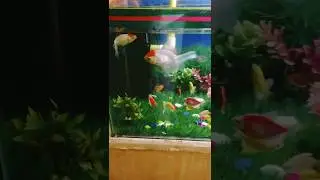 red cap gold fish 🐠🐟#shorts #youtubeshorts #shortsvideo #trending #viral