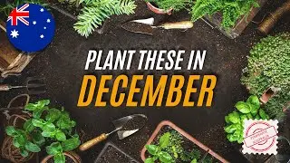 Australia's December Garden Guide | What to Plant Now for a Summer Harvest