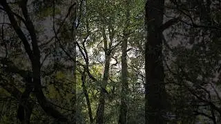 Native Australian superb lyrebird in a tree singing #nature #birds #birdwatching