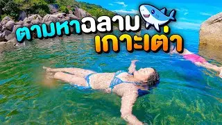 ดำน้ำตามหาฉลาม เกาะเต่า