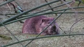 Busy Beaver in Dry Creek Watershed