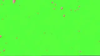 Rose petals falling green screen