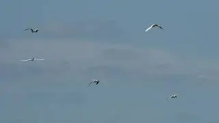 Caspian Tern noisy flock in flight